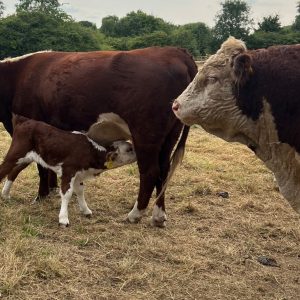 cows x 3 bull calf cow