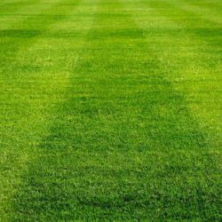High Quality Turf for Lawns in Retford