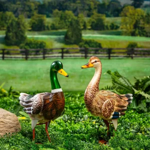 Ducks Yorkshire
